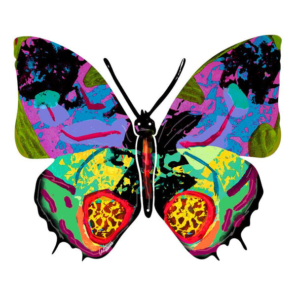 Hadar-Schmetterling