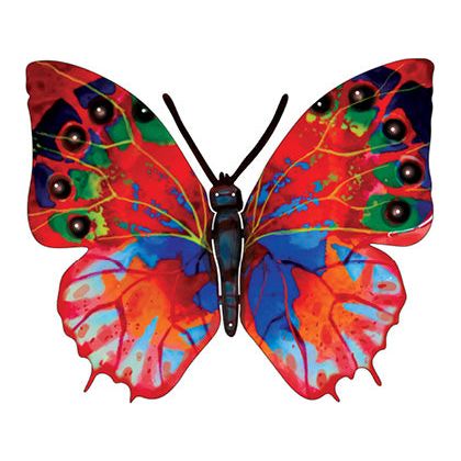 Hadar-Schmetterling