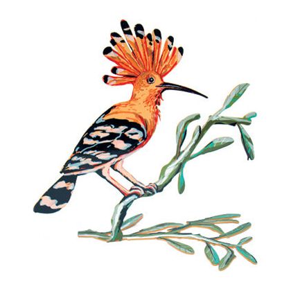 Hoopoe Bird