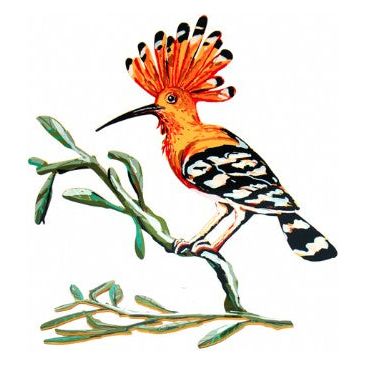 Hoopoe Bird